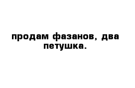 продам фазанов, два петушка.